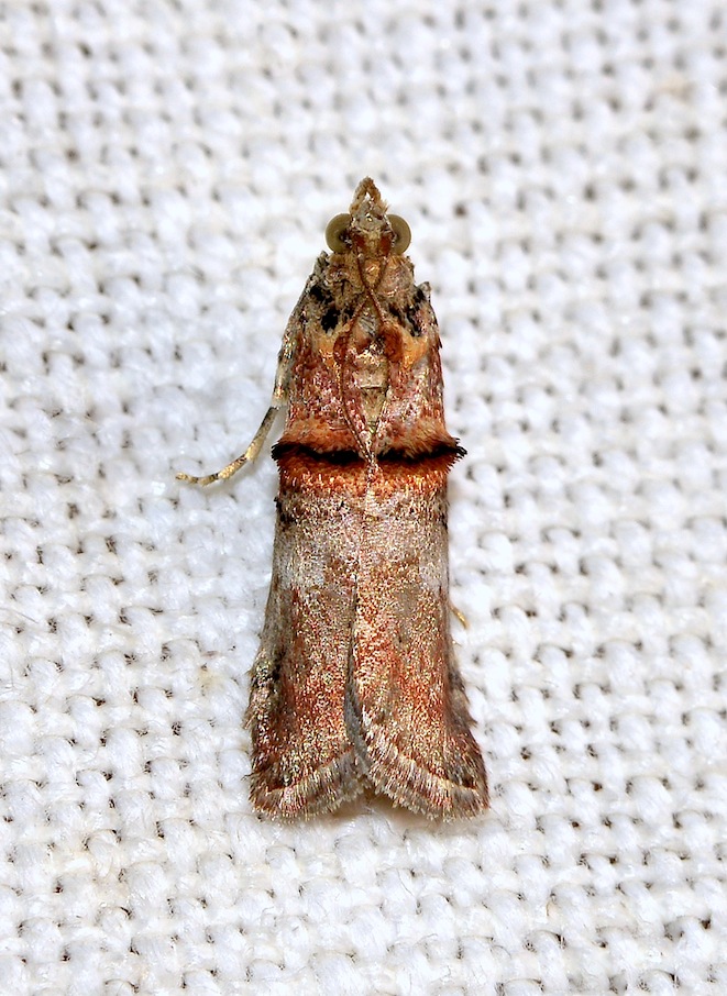 Acrobasis cf. tumidana? No, Trachonitis cristella - Pyralidae